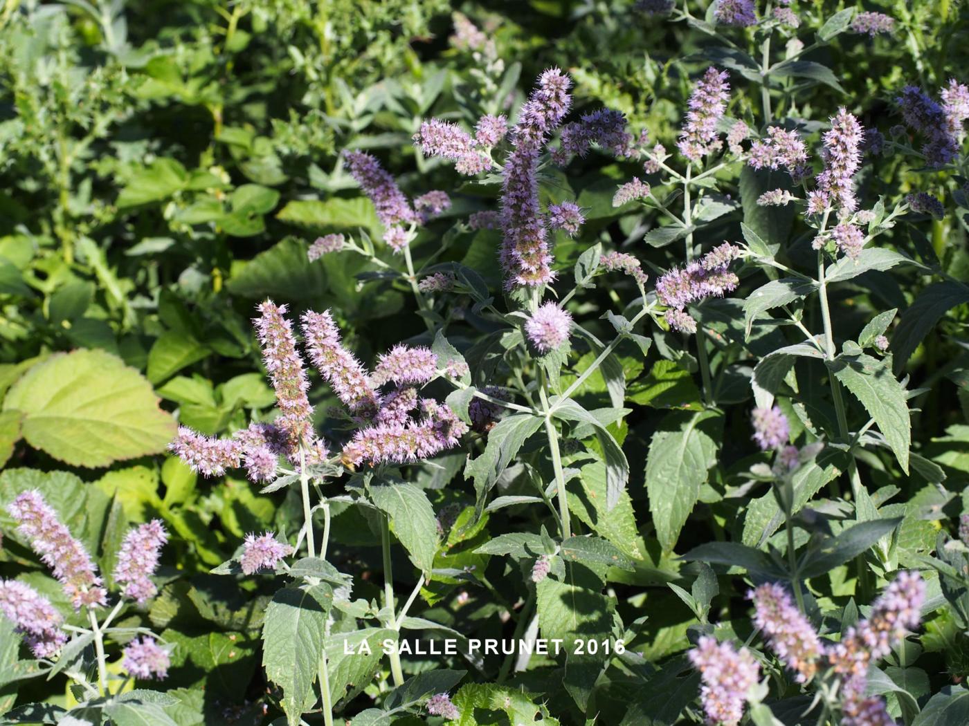 Mint, Horse plant